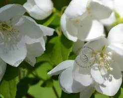 Philadelphus 'Virginal' - XL