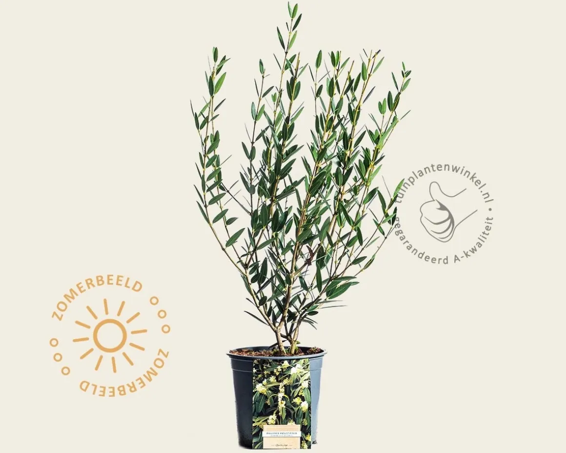 Phillyrea angustifolia