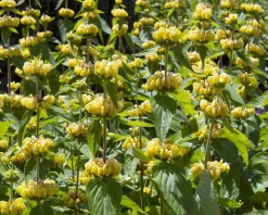 Phlomis russeliana