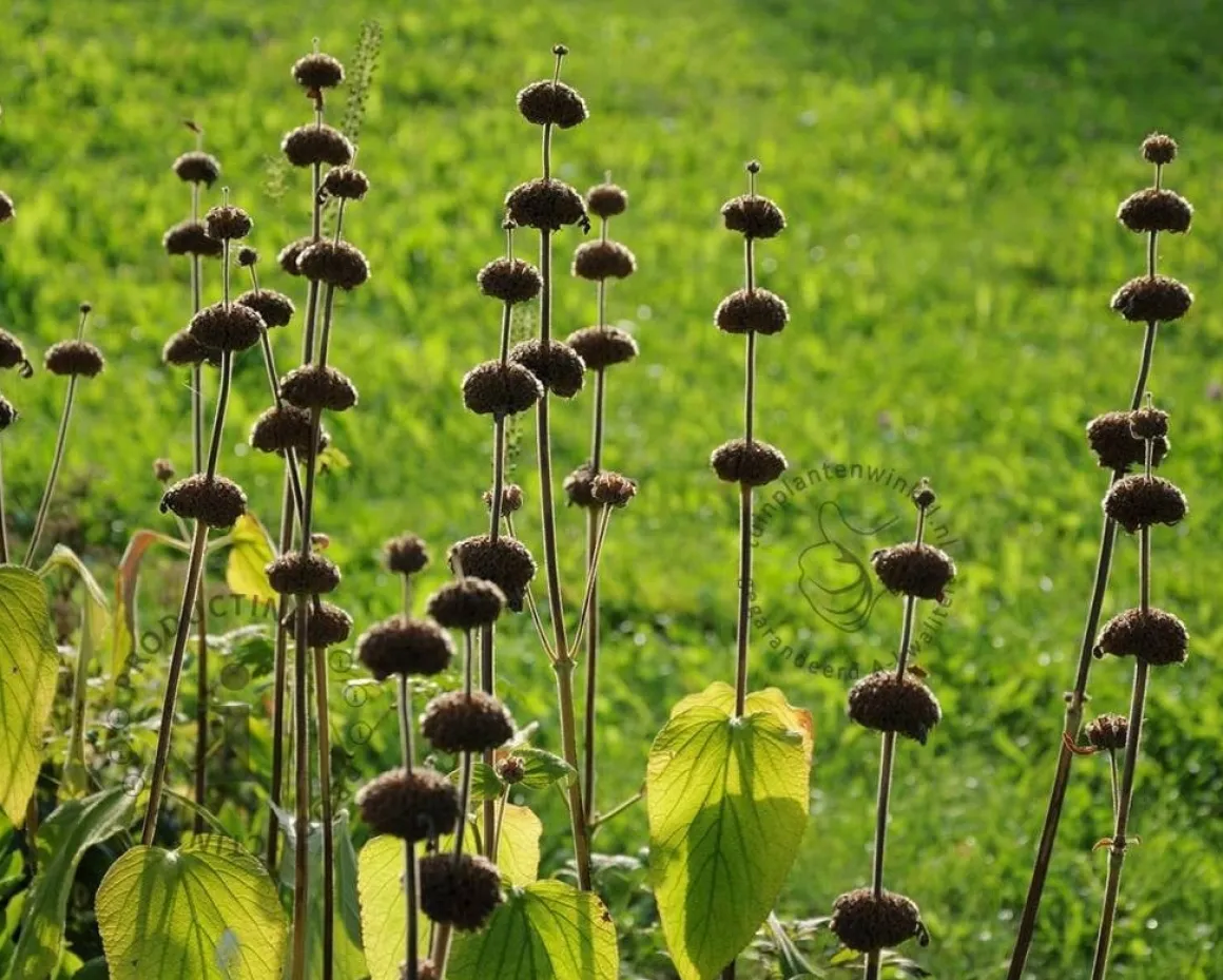 Phlomis russeliana