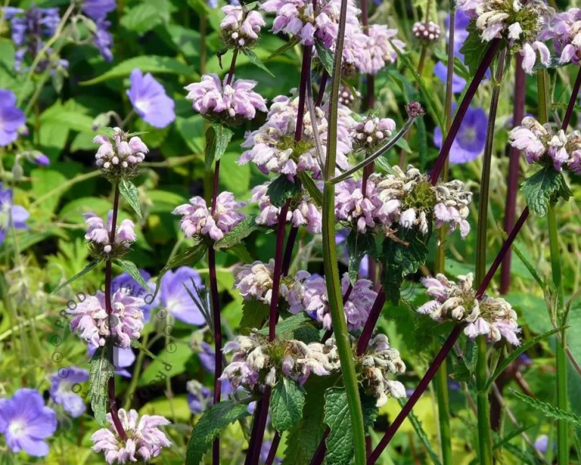 Phlomis tuberosa