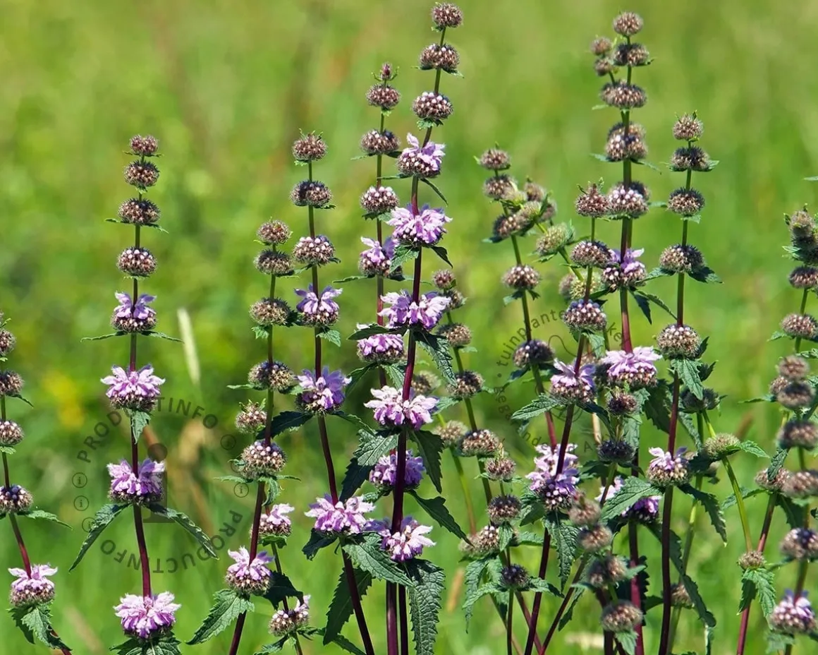 Phlomis tuberosa