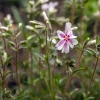 Phlox subulata 'Candystripes'
