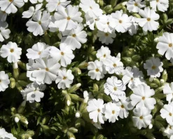 Phlox subulata 'Maischnee'