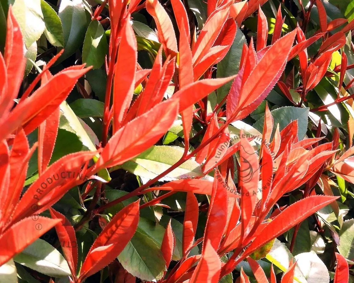 Photinia fraseri 'Carré Rouge' - XL