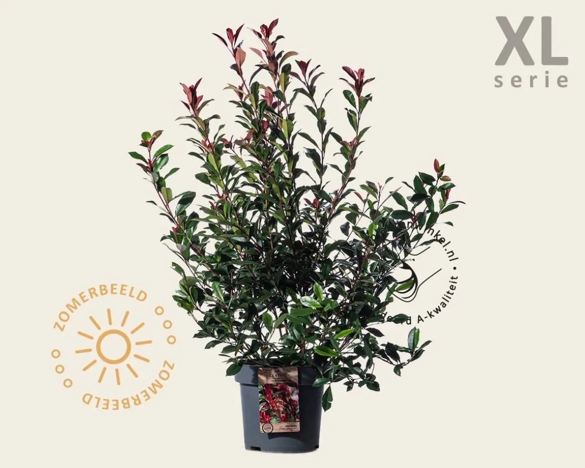 Photinia fraseri 'Carré Rouge' - XL