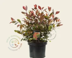 Photinia fraseri 'Little Red Robin'