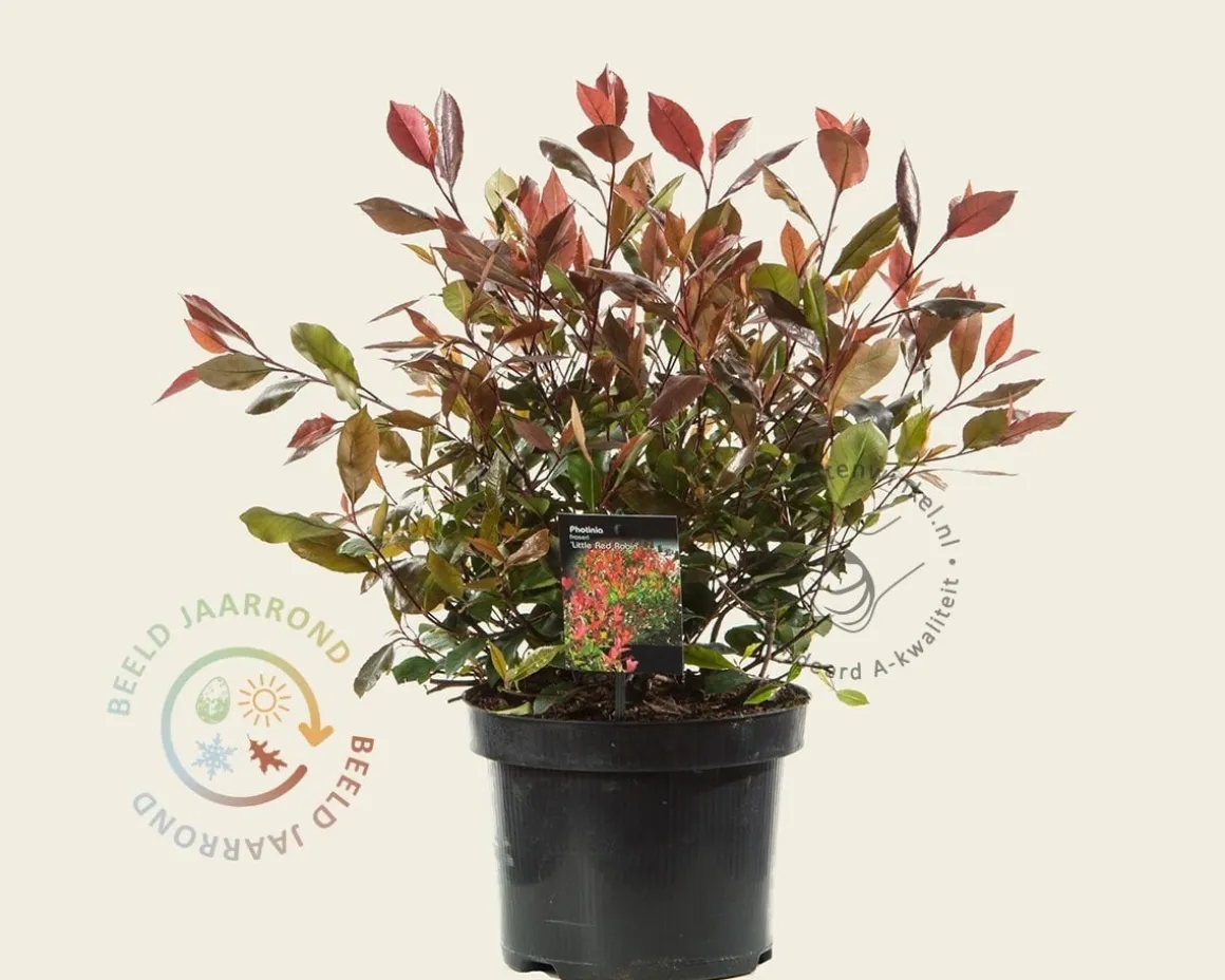 Photinia fraseri 'Little Red Robin'