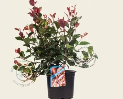 Photinia fraseri 'Little Red Robin'
