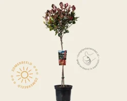 Photinia fraseri 'Little Red Robin' - op stam