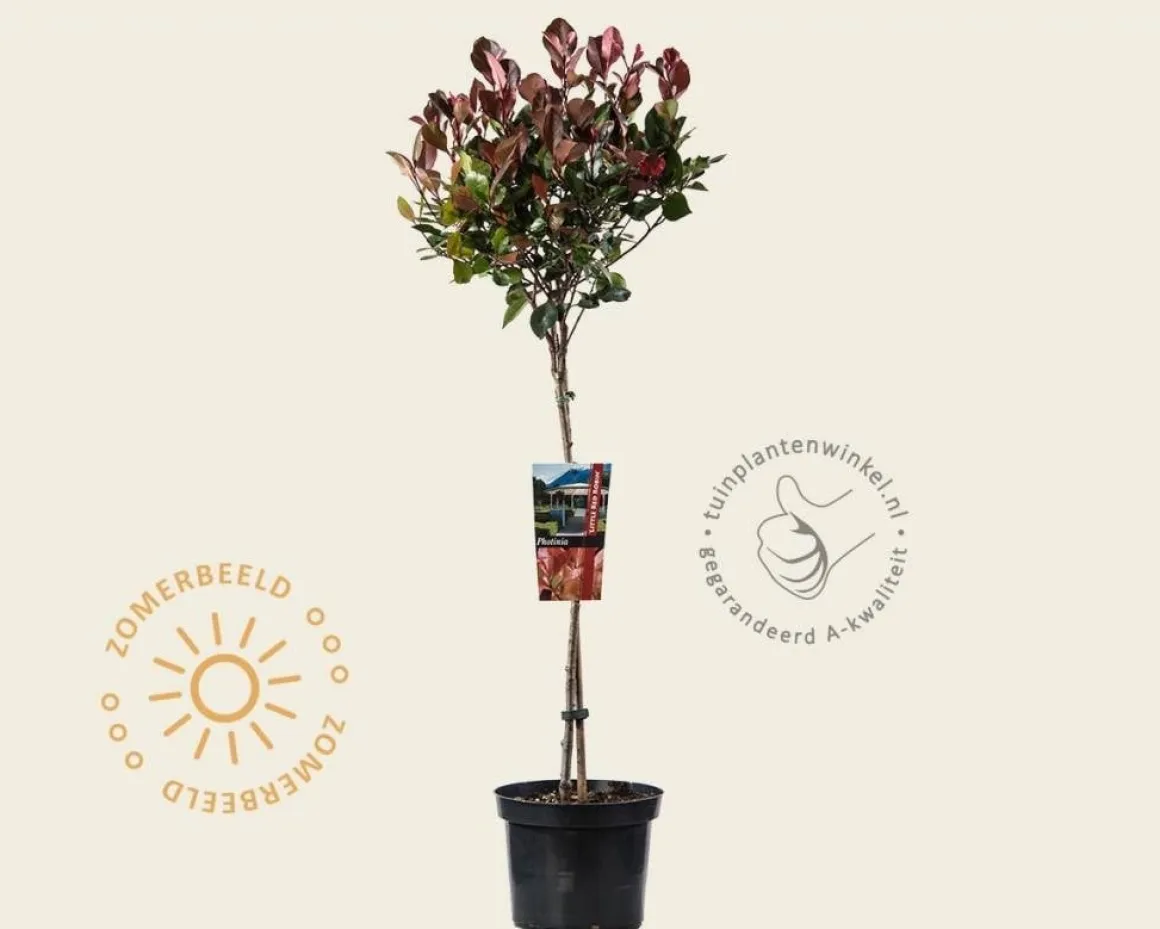 Photinia fraseri 'Little Red Robin' - op stam