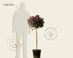 Photinia fraseri 'Little Red Robin' - op stam