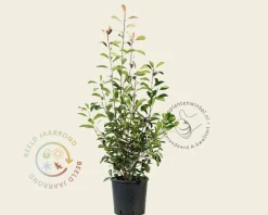 Photinia fraseri 'Red Robin'