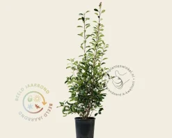 Photinia fraseri 'Red Robin'