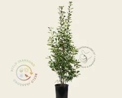 Photinia fraseri 'Red Robin'