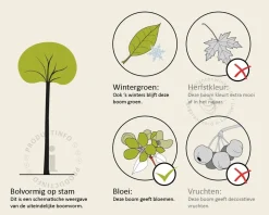 Photinia fraseri 'Red Robin' - bolvorm op stam