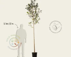 Photinia fraseri 'Red Robin' - hoogstam
