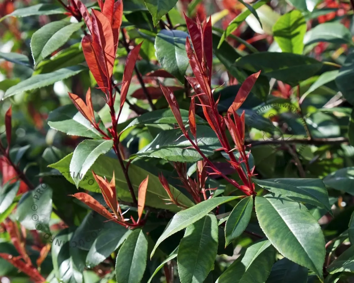 Photinia fraseri 'Red Robin' - hoogstam