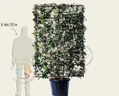 Photinia fraseri 'Red Robin' - In rek 130x200 cm