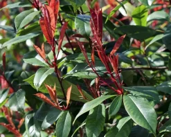 Photinia fraseri 'Red Robin' - In rek 130x200 cm