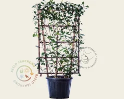 Photinia fraseri 'Red Robin' - In rek 70x120 cm