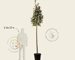 Photinia fraseri 'Red Robin' - kegelvorm op stam