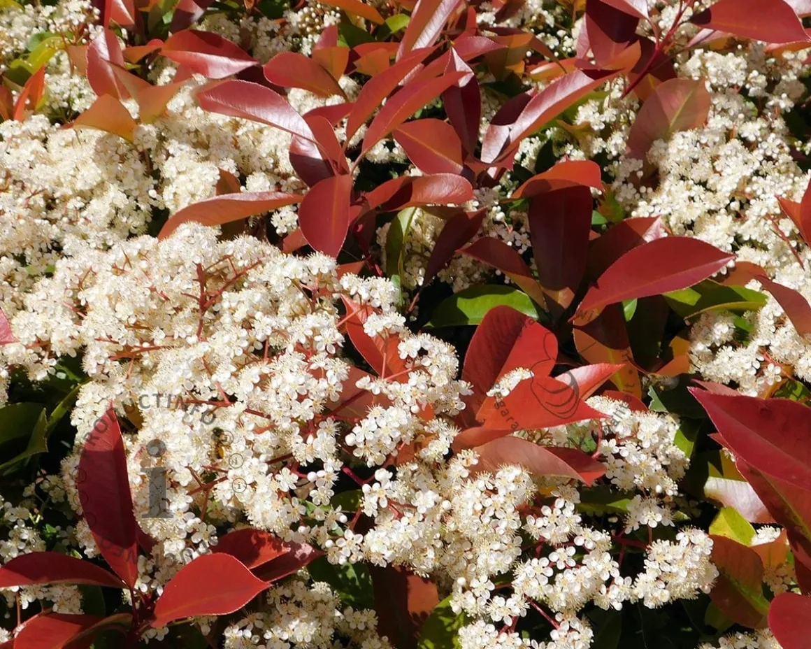 Photinia fraseri 'Red Robin' - kegelvorm op stam