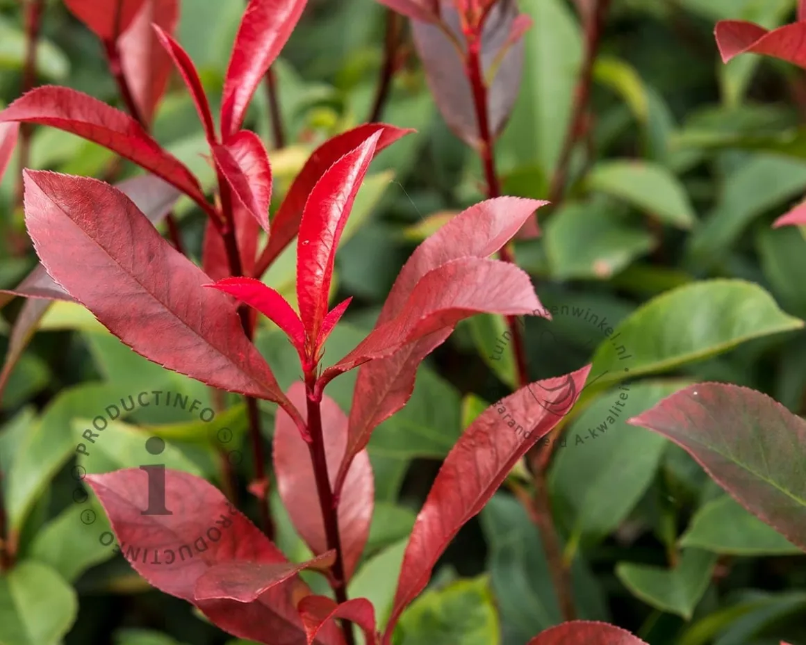 Photinia fraseri 'Robusta Compacta' - op stam