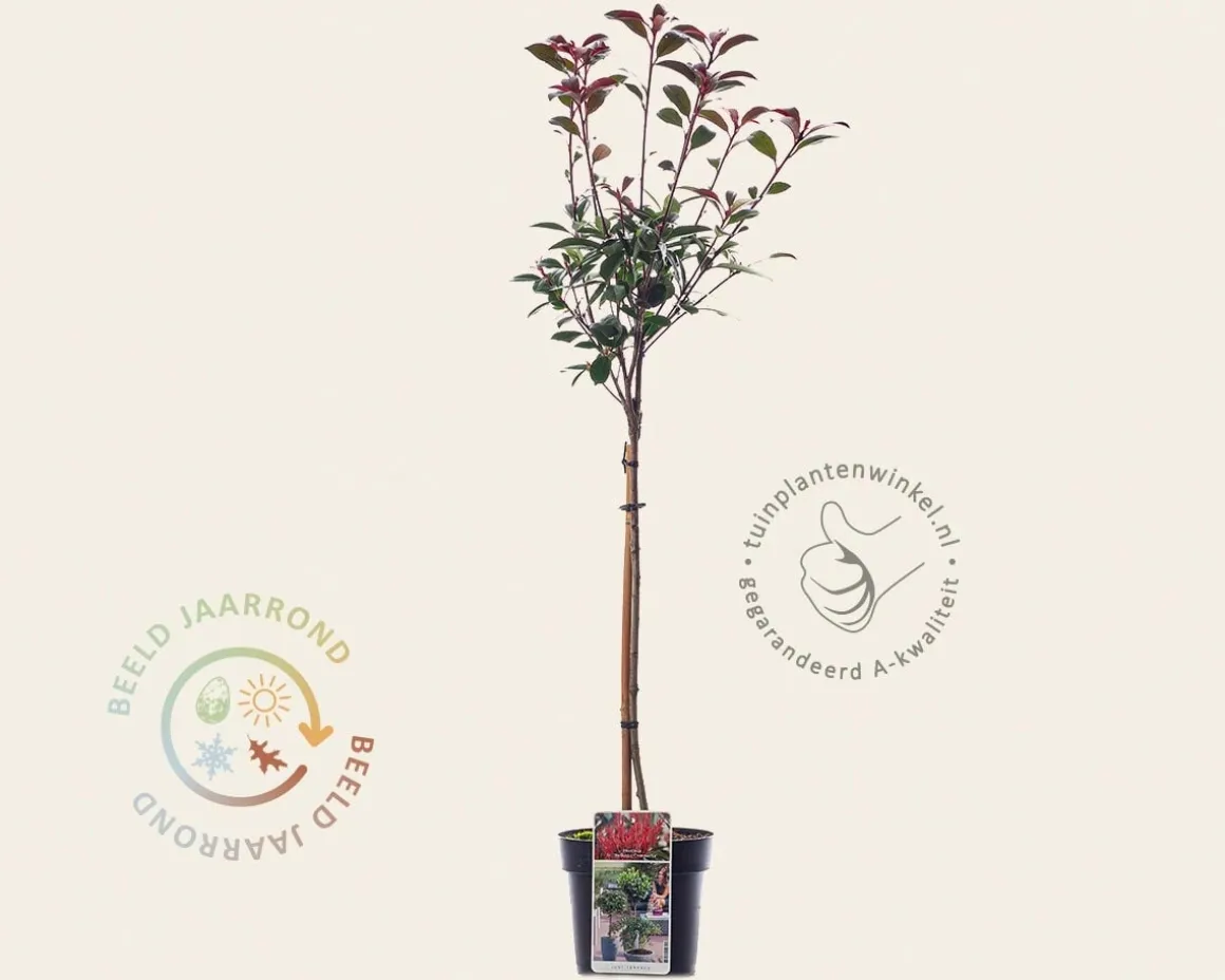 Photinia fraseri 'Robusta Compacta' - op stam