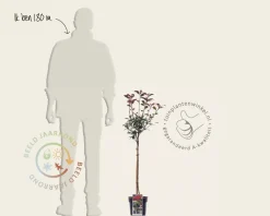 Photinia fraseri 'Robusta Compacta' - op stam