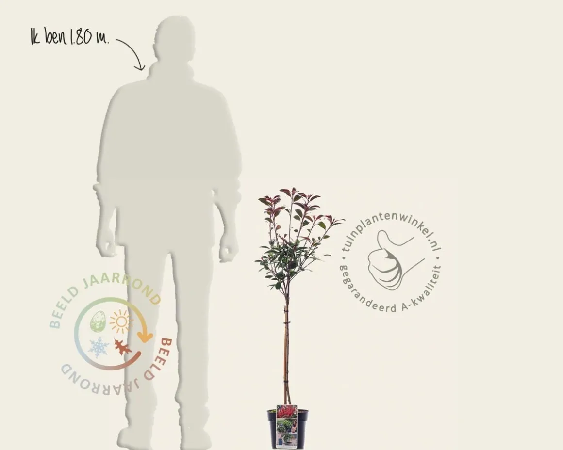 Photinia fraseri 'Robusta Compacta' - op stam