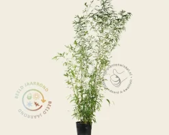 Phyllostachys aurea