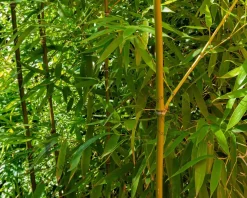Phyllostachys aurea