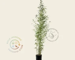 Phyllostachys aurea