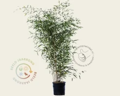 Phyllostachys aureosulcata 'Spectabilis'