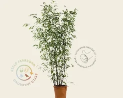 Phyllostachys nigra
