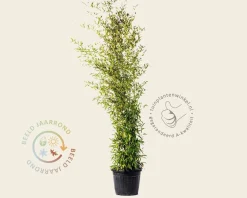 Phyllostachys nigra