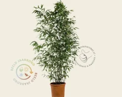 Phyllostachys nigra