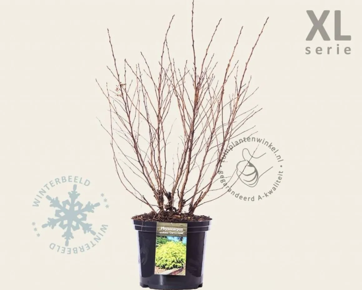 Physocarpus opulifolius 'Dart's Gold' - XL