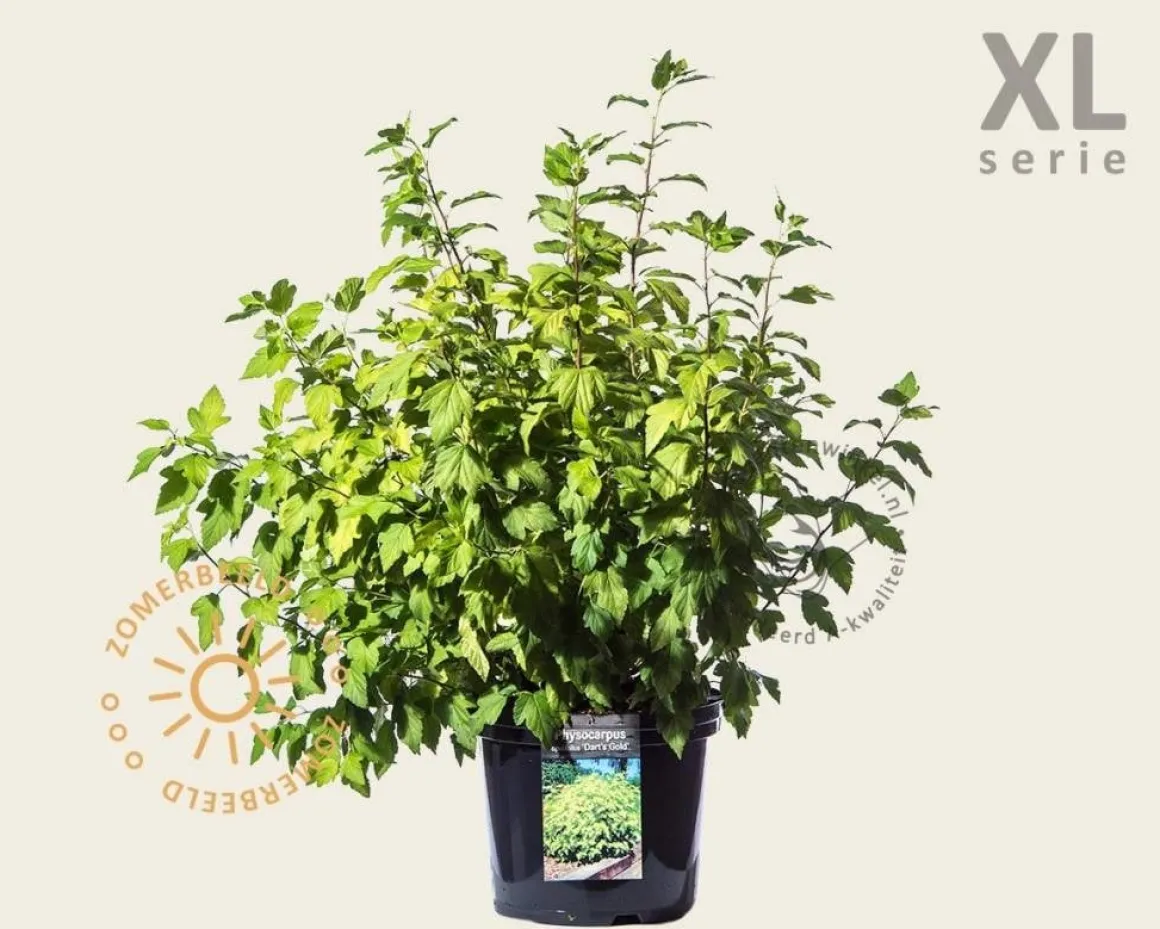 Physocarpus opulifolius 'Dart's Gold' - XL