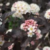 Physocarpus opulifolius 'Diabolo' - XL
