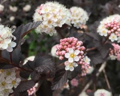 Physocarpus opulifolius 'Diabolo' - XL