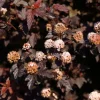 Physocarpus opulifolius 'Lady in Red' - XL