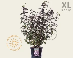 Physocarpus opulifolius 'Lady in Red' - XL