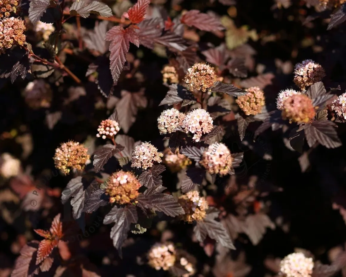 Physocarpus opulifolius 'Lady in Red' - XL+