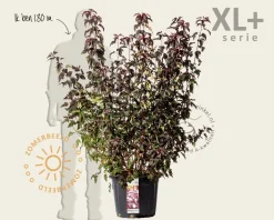 Physocarpus opulifolius 'Lady in Red' - XL+