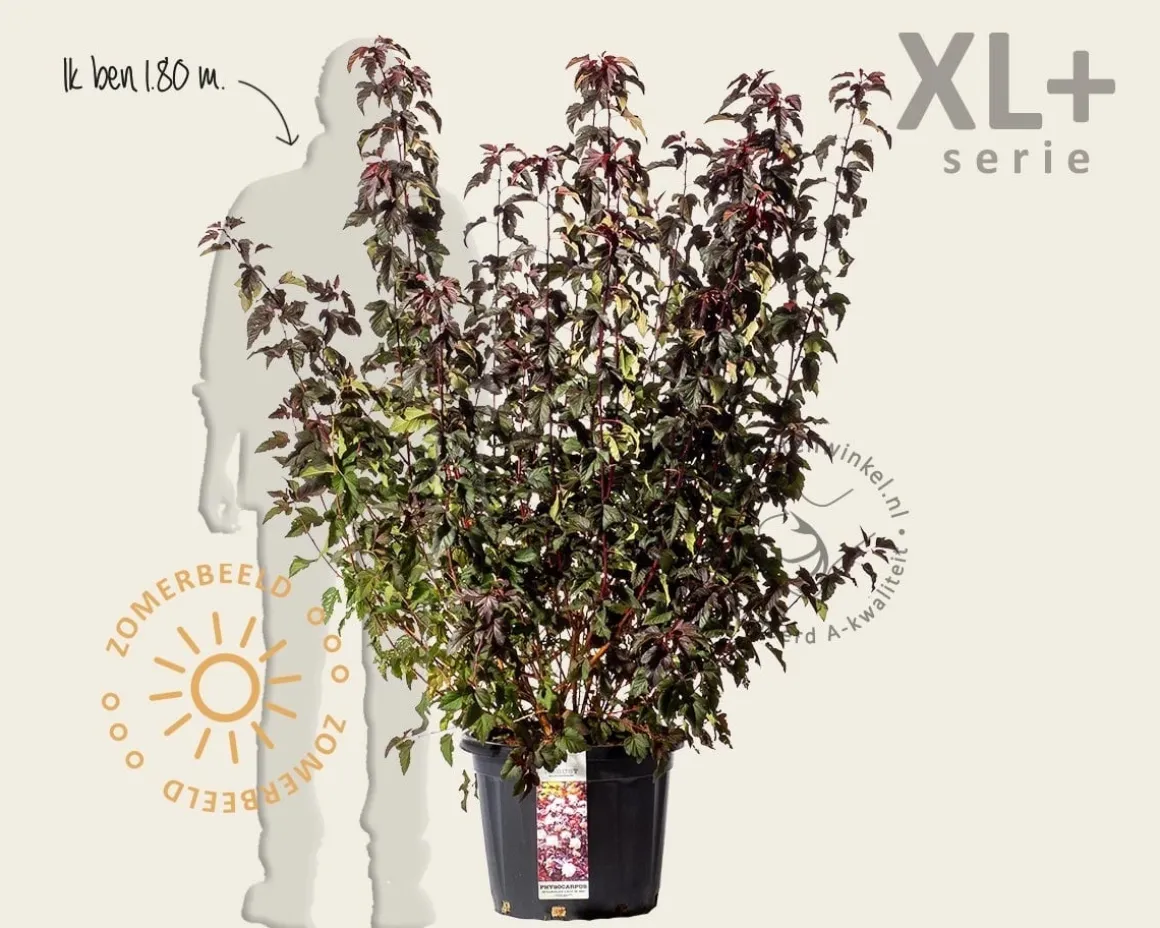 Physocarpus opulifolius 'Lady in Red' - XL+