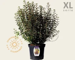 Physocarpus opulifolius 'Little Devil' - XL