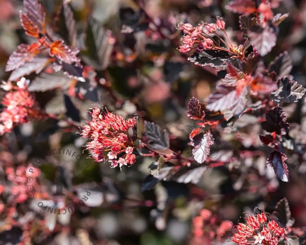 Physocarpus opulifolius 'Little Devil' - XL