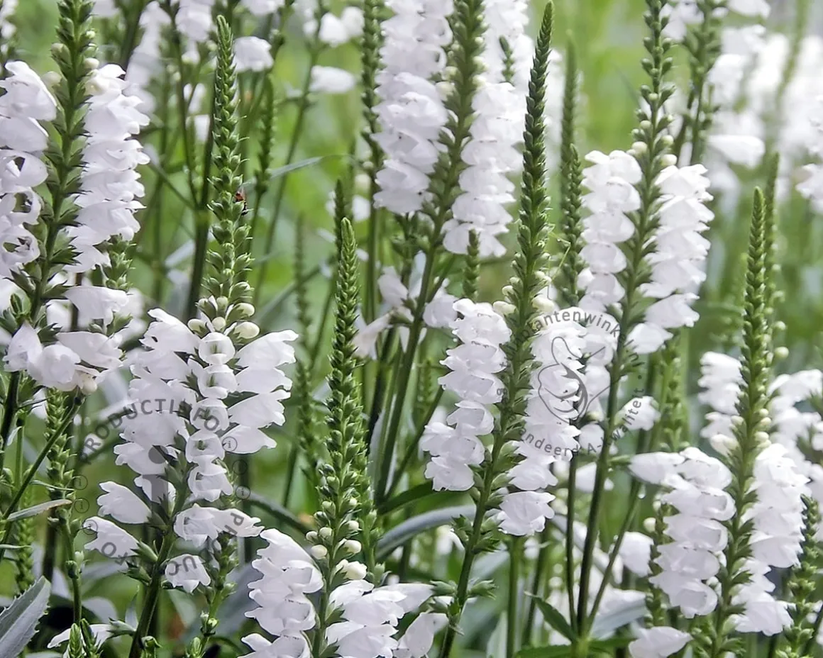 Physostegia virginiana 'Summer Snow'